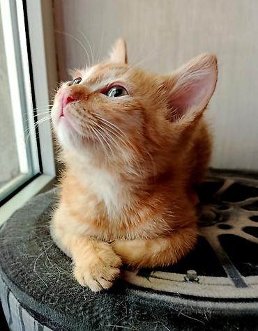 маленький кот: Кошка даром: Беспородная, 2 месяца, Мальчик, Приучена к лотку, Проглистована — 1