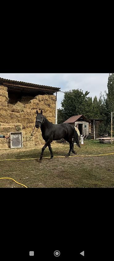 Продам с/х животных: Продаю | Конь (самец) | Рабочий — 1