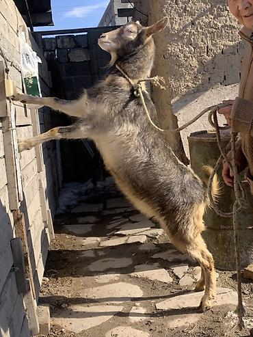 Козы, козлы: Продаю | Козёл (самец) | Для разведения at lalafo.kg — 1 Козы, козлы: Продаю | Козёл (самец) | Для разведения — 1