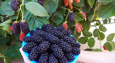 Фрукты и ягоды: Ежевика сортовая ремонтантная и летняя Сорта прошедшие сортоиспытание — 4