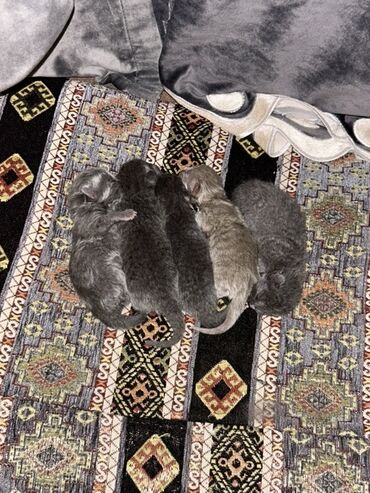 Gəmiricilər: Yaxşı əllərə