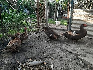 Digər quşlar: Salam 3 diçi bir ekek təmiz sort ördəklərdi — 11