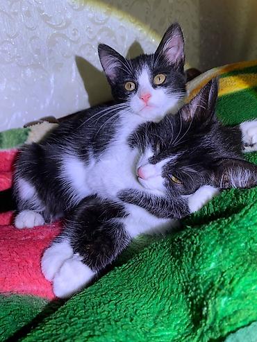 кошки сиамская: Кошка даром: Беспородная, 4 месяца, Девочка, Приучена к лотку — 1