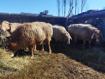 продажа свиней: Продаю | Овца (самка) | Полукровка | На забой | Матка