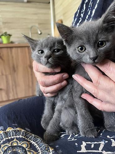 Мышыктар: Котята, домашние, ручные. - Окрас: один угольно‑чёрный, двое — 3