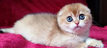 Продажа кошек: Скотиш Фолд (Шотландская вислоухая), 2 месяца, Мальчик, Золотая шиншилла — 8