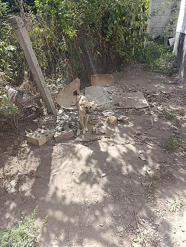 кыргыз и собака: Ит бекер берилет: Овчарка, 4 айлык, Эркек — 1