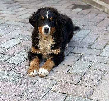 Продажа собак: Бернский зенненхунд, 6 месяцев, Самец, С прививкой — 5