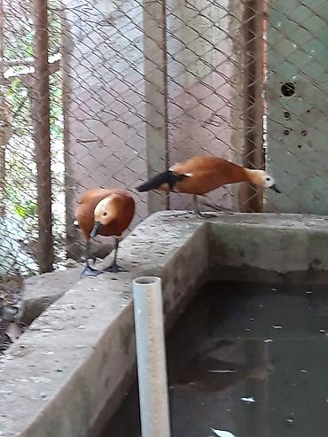 amadin qusu haqqinda: Narin ördəklər (Ruddy shelduck – turac rəngli su quşu) cütlük — 5