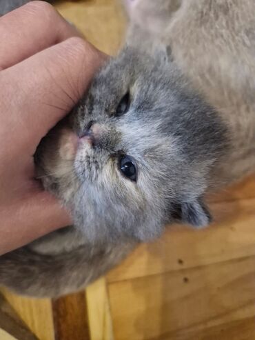 Pişiklər: Britan, Dişi, Yaxşı əllərə, Pulsuz çatdırılma — 3