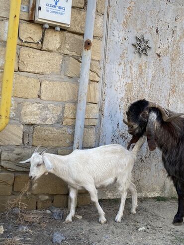 Keçi, çəpiş: Hələbdi safqan əsl saxlanmalı heyvandı, cavandı çox iri heyvandı başqa — 3