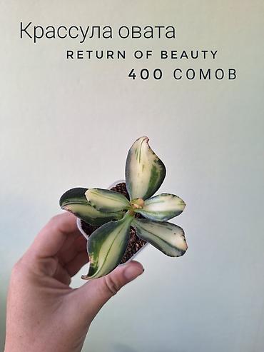 комнатный цвиты: 🌿 Комнатные растения/цветы (детки/молодые растения). 🪴 Названия и цены — 3