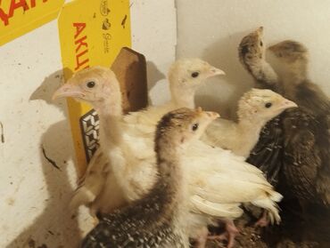 сколько стоит 1 кг домашних пельменей: Продаю индюшат