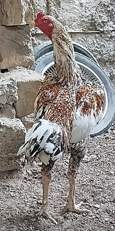 maraqli it adlari: Pileymut heyratı yumurtası satılır biri 2 manata catırılma yoxdur