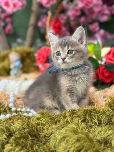 Pişiklər: 200 manatdan başdıyan qiymətlər 1000 manata kimi. Qiymət pişiyin — 10