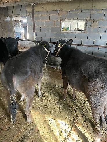 Коровы, быки: Продаю | Тёлка, Музоо, торпок — 3