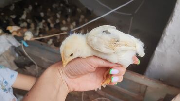 паилка для кур: Продаю | Цыплята | Домашняя, Кучинская | Для разведения
