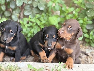 İtlər: Doberman, 1 ay, Ünvandan götürmə — 6