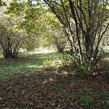 Torpaq sahələrinin satışı: 16 sot, Kənd təsərrüfatı, Makler, Kupça (Çıxarış) — 9