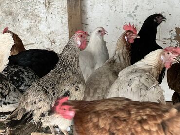 продаю музоо торпок корова самка бык самец айрширская ангус алатауская на забой для разведения на откорм племенные нетель привязанные: Домашние куры