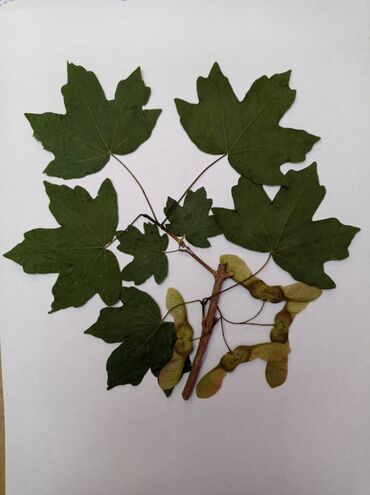 Ostali predmeti za umetnost i kolekcionarstvo: Herbarijumi za fakultete, srednje i osnovne škole -NOVO Ispresovane — 5