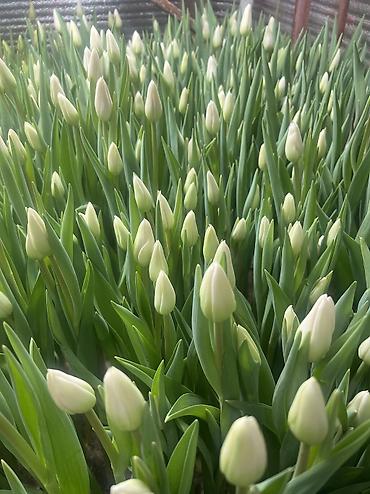 Теплицы: 🌷 Тюльпаны на продажу! Свежие, качественные, выращиваем сами. С — 3