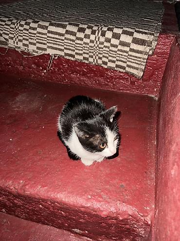 Кошки: Котята домашние, от ласковой кошки. На фото — помёт разнопёстрых — 2