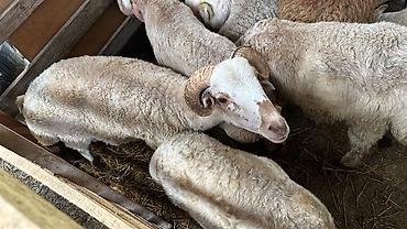 ucuz heyvanlar: Allah kesdırdıyınız qurbanları qebul etsın . Qız qapısı ucun ag — 4