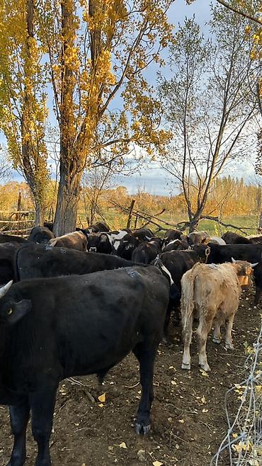 Коровы, быки: Продаю | Бык (самец) | На откорм — 4