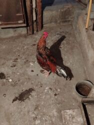 Коровы, быки: Петух, Heyrati, лет: <1, Самовывоз