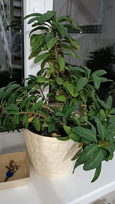 Молочаи: Комнатное растение — молочай Миля (Euphorbia milii), крупный куст в — 1