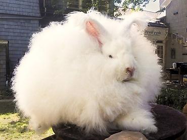 С/х животные и товары: Məhsul: Angora tipli tüklü dovşan balaları Təsvir: - Qarlı-ağ və boz — 1