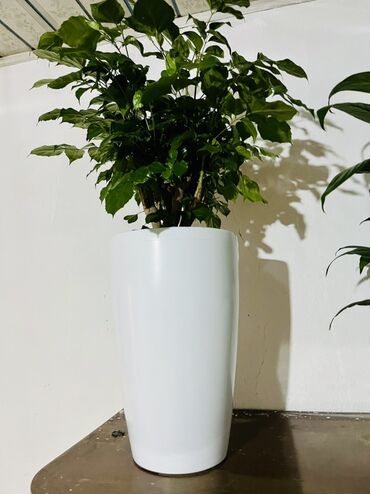 большие комнатные цветы: Напольное комнатное растение в высоком горшке - Листовое декоративное