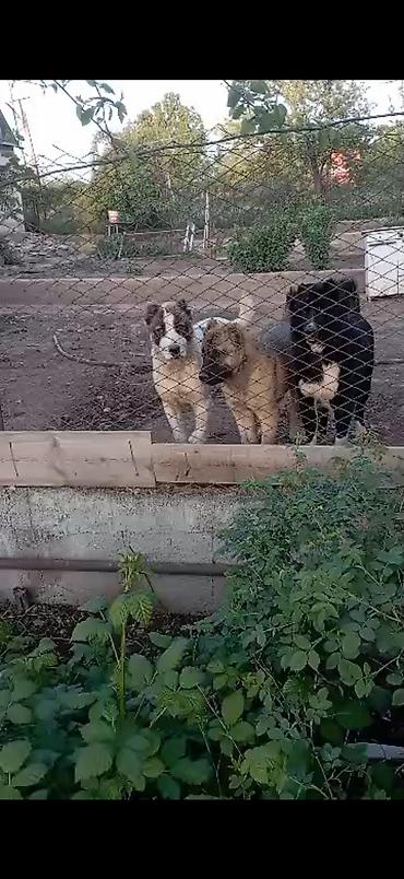 Продажа собак: Алабай, 3 месяца, Самец, С прививкой — 4