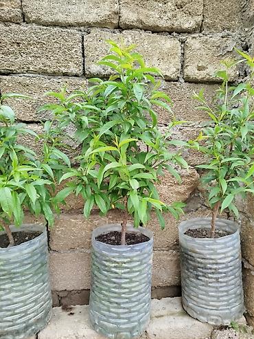 sitili: Şaftalı tingləri – qabda yetişdirilmiş - Növ: şaftalı (Prunus — 1