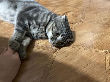 вислоухий кот цена: Шотландский вислоухий кот (скоттиш-фолд) - Окрас: серебристый табби — 5