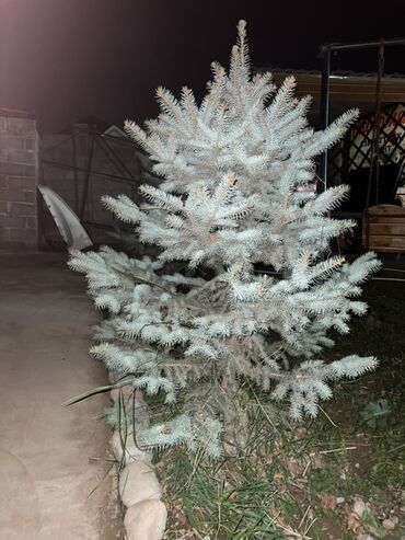 куплю рассаду клубники: Көчөттөр дарактардын: Карагайлар