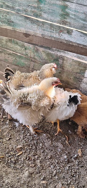 Куры, петухи: Продаю | Куры | Для разведения — 4