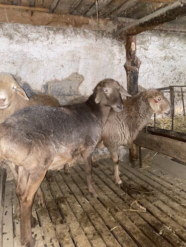 дом кошек: Продаю | Овца (самка) | Для разведения | Матка