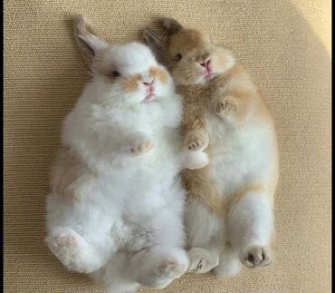 Dovşanlar: 🐇 Holland Minilop – Qalib Cins Balaca Dovşanlar Satılır! 🌟 Tam saf — 9