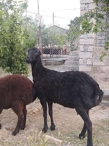 balın kilosu: Dişi, il: 1, Damazlıq, Ünvandan götürmə — 6