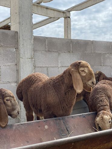 Бараны, овцы: Продаю | Ягненок | Арашан | Для разведения — 5