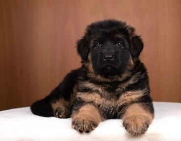 İtlər: Alman çoban iti, 2 ay, Erkek, Sənədli, Pulsuz çatdırılma — 8