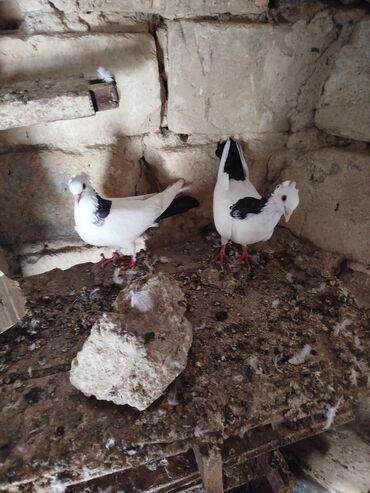 Göyərçinlər: Şəkillərdə müxtəlif rənglərdə və bəzi fərqli xüsusiyyətlərə malik — 12