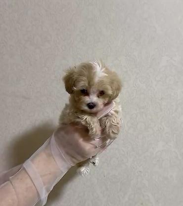 İtlər: 3 ay, Dişi, Peyvəndli, Ünvandan götürmə — 3