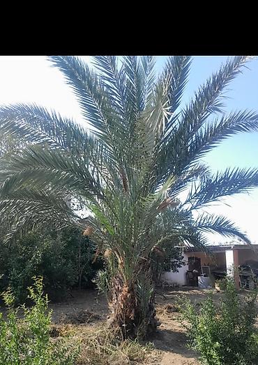 💫RR Xurma ağaci bahali sortdu meyve verir En xirdasi 500 azn Orta