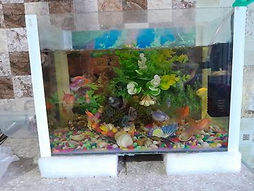 baliq akvarium: Akvarium icinde 20 den cox tam saglam bahali boyuk ve kicik olcude — 2