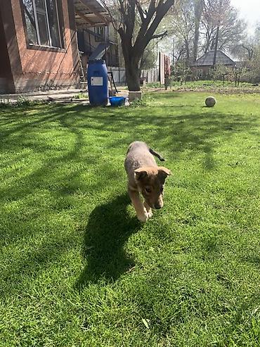 Продажа собак: Лайка, 3 месяца, Самец — 21