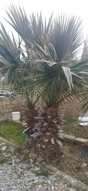 banan agaci: Palma ağacı satilir ikisi 500 e fikri ciddi olanlar narahat elesin — 2