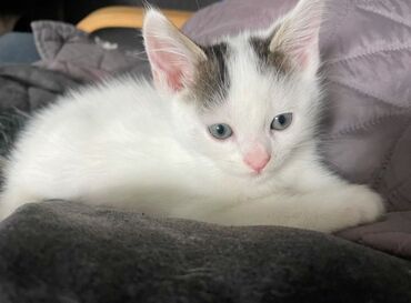 объявления о пропаже животных: 3 месяца, Девочка, Приучена к лотку